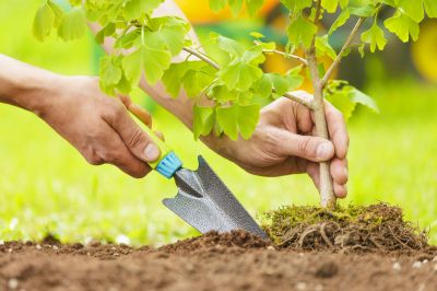 Cherry Tree Planting in Honolulu, HI